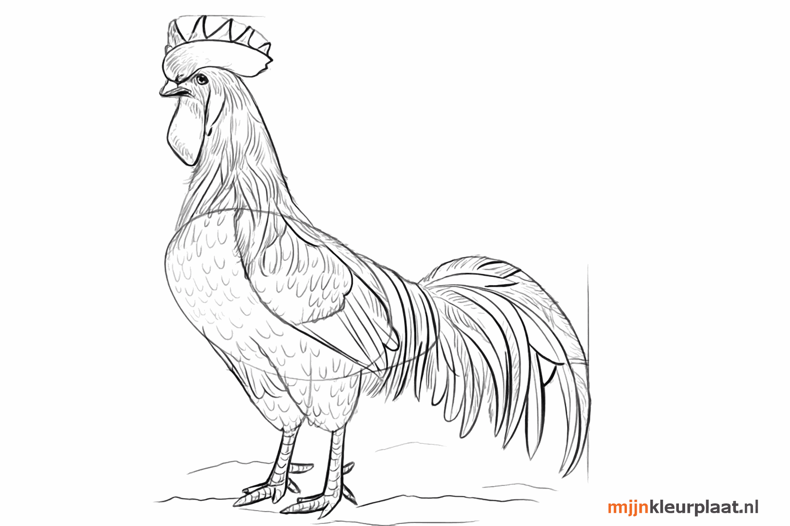 De haan krijgt een oog en extra lijntjes voor de details.