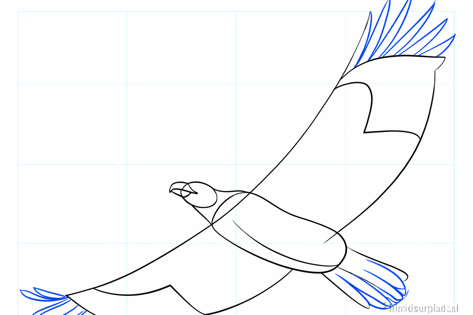 Hulplijnen voor de veren in de vleugels en de staart van de arend.