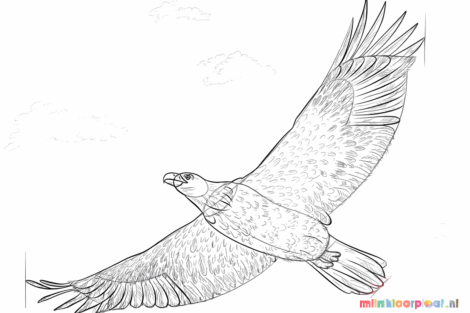 Details van het oog, de poten en de scherpe klauwen van de arend.