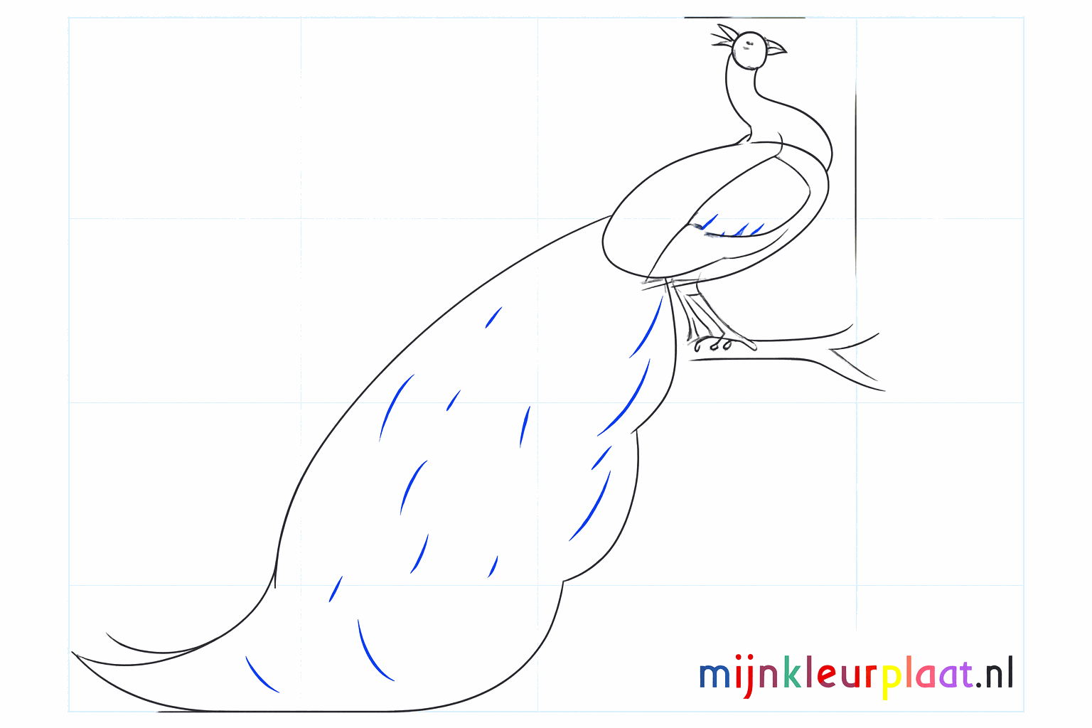 Details van het gezicht en de pootjes van de pauw.