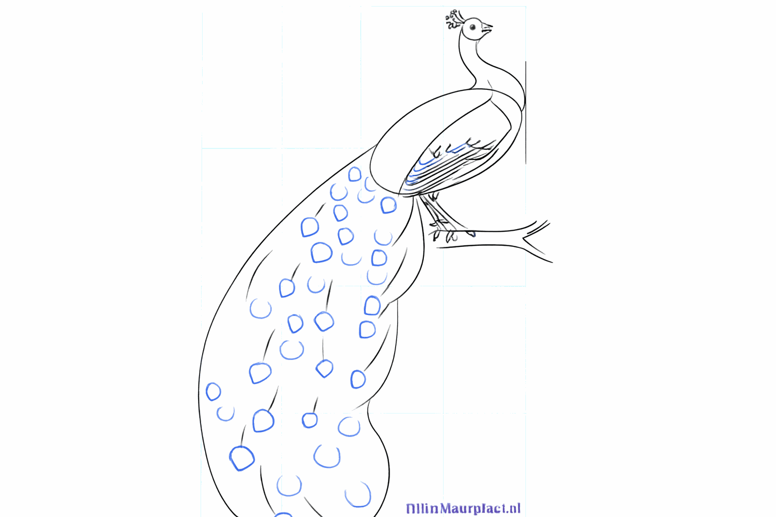 De pauwenveer-kroon en een stevige tak tekenen.