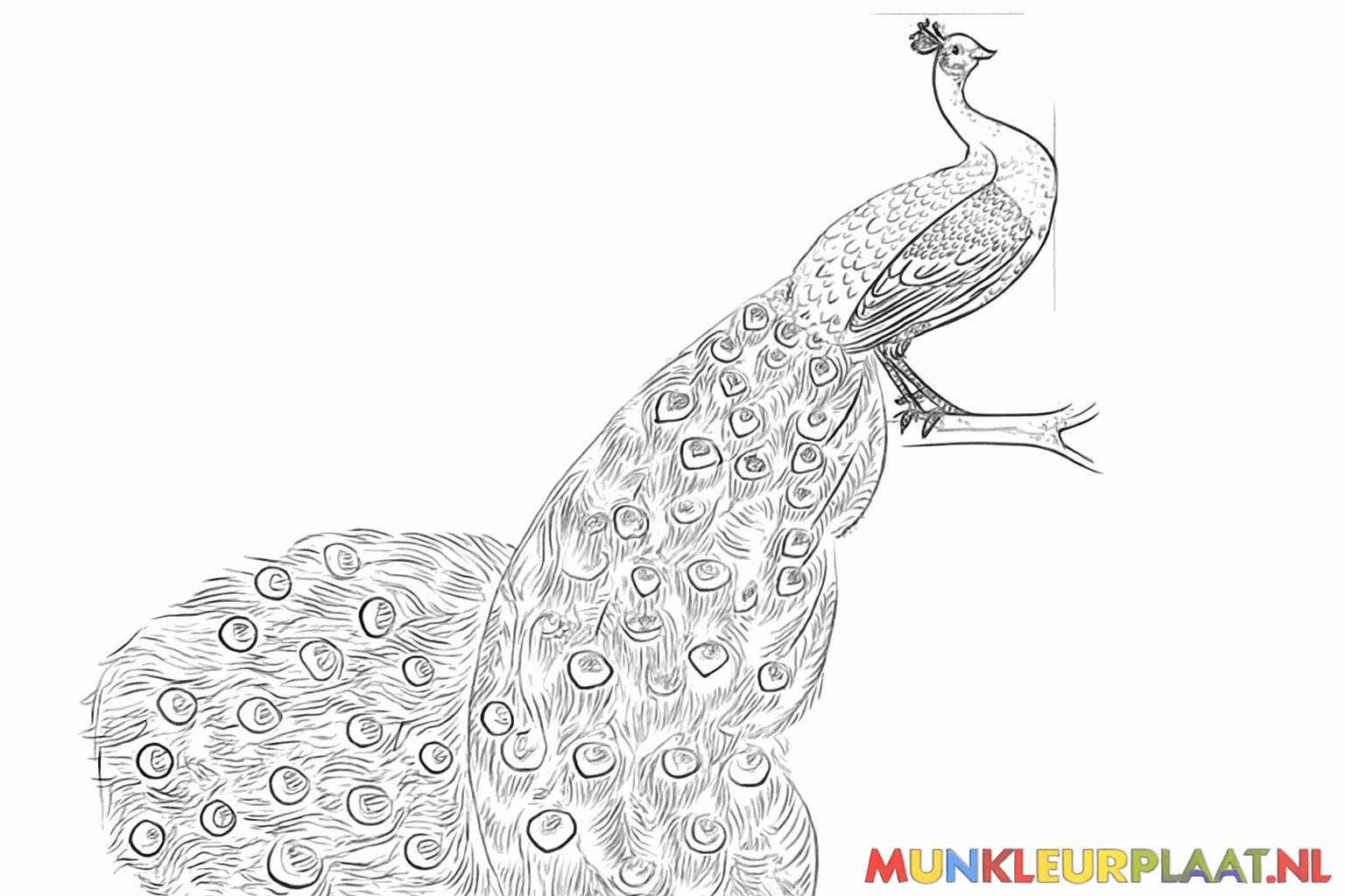 Het tekenen van de lange staartveren met oogvormen.