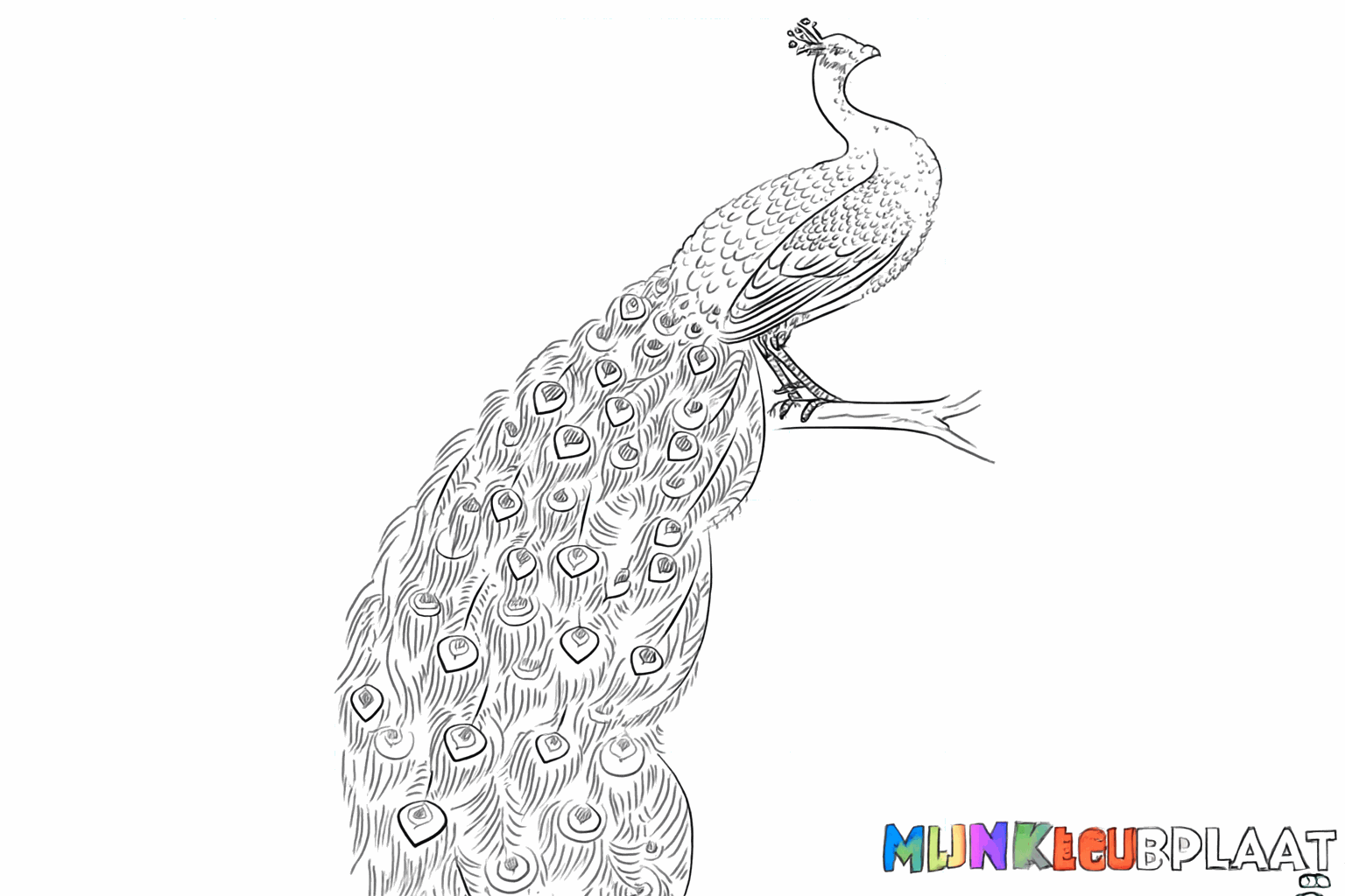 De voltooide tekening van een pauw, klaar om in te kleuren.