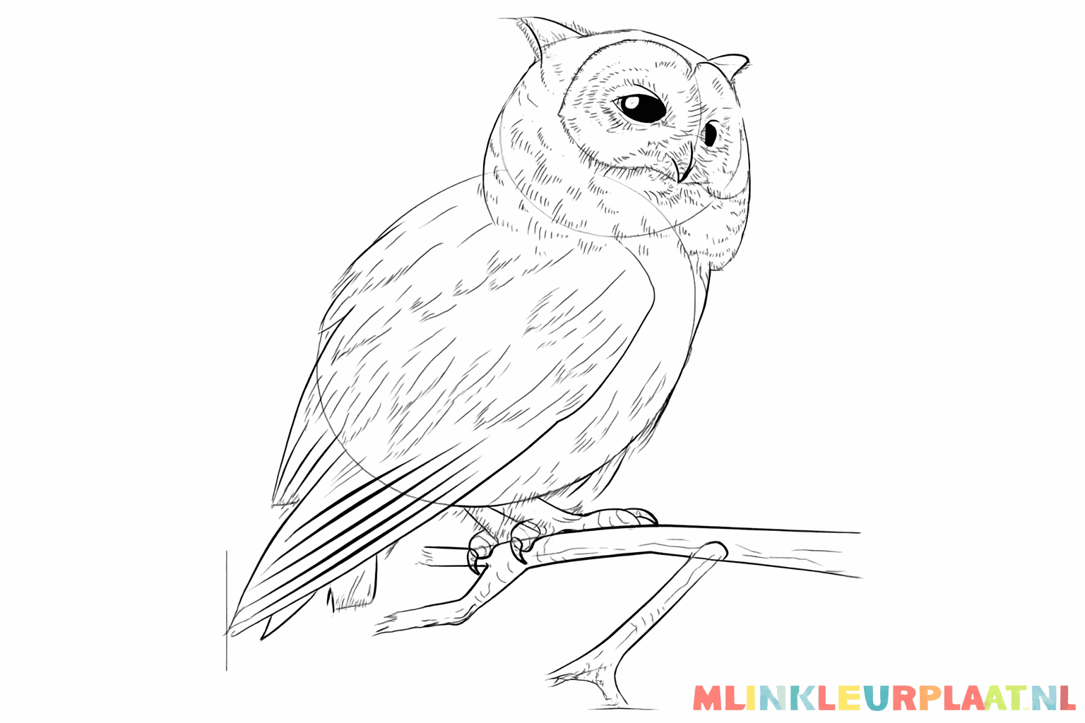 Details van veren en de structuur van de boomtak toevoegen.