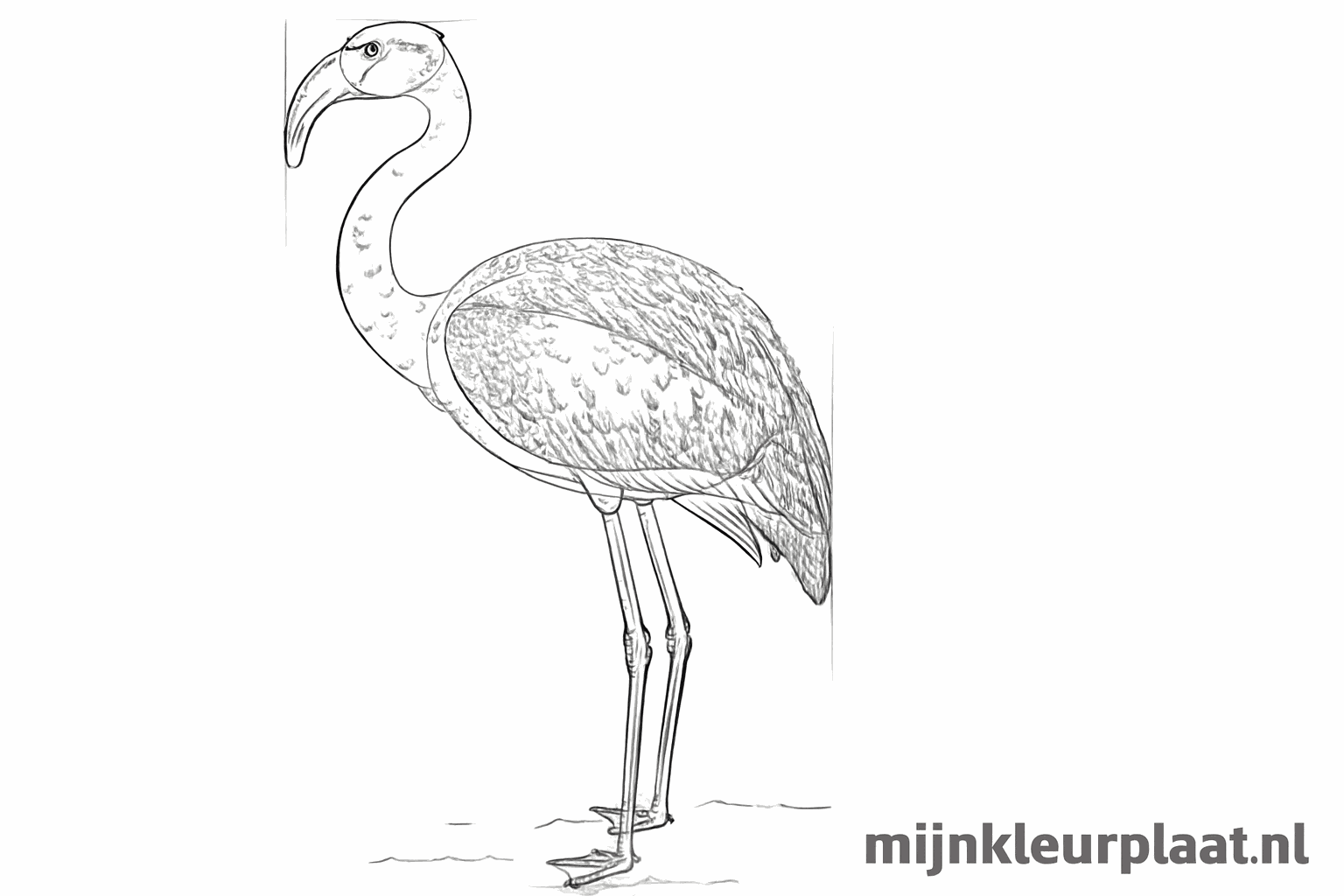 Details van veren op de vleugel en de achterkant van de flamingo.