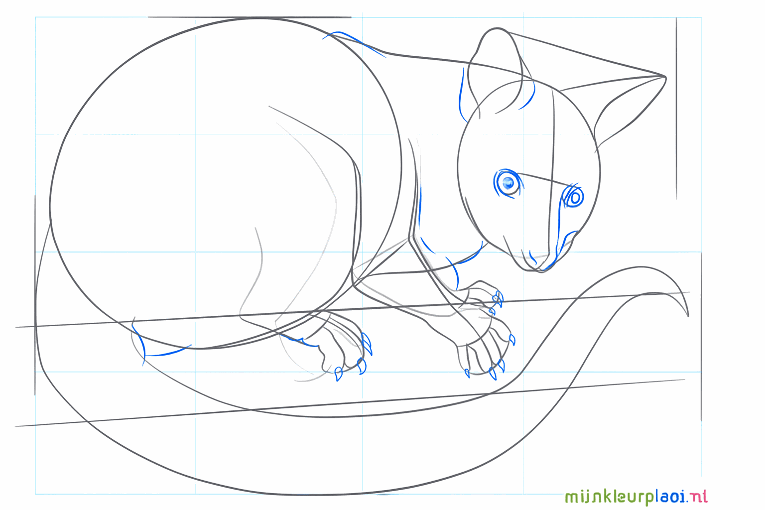 Tekening van kleine teentjes en nageltjes aan de poten van de buidelrat.