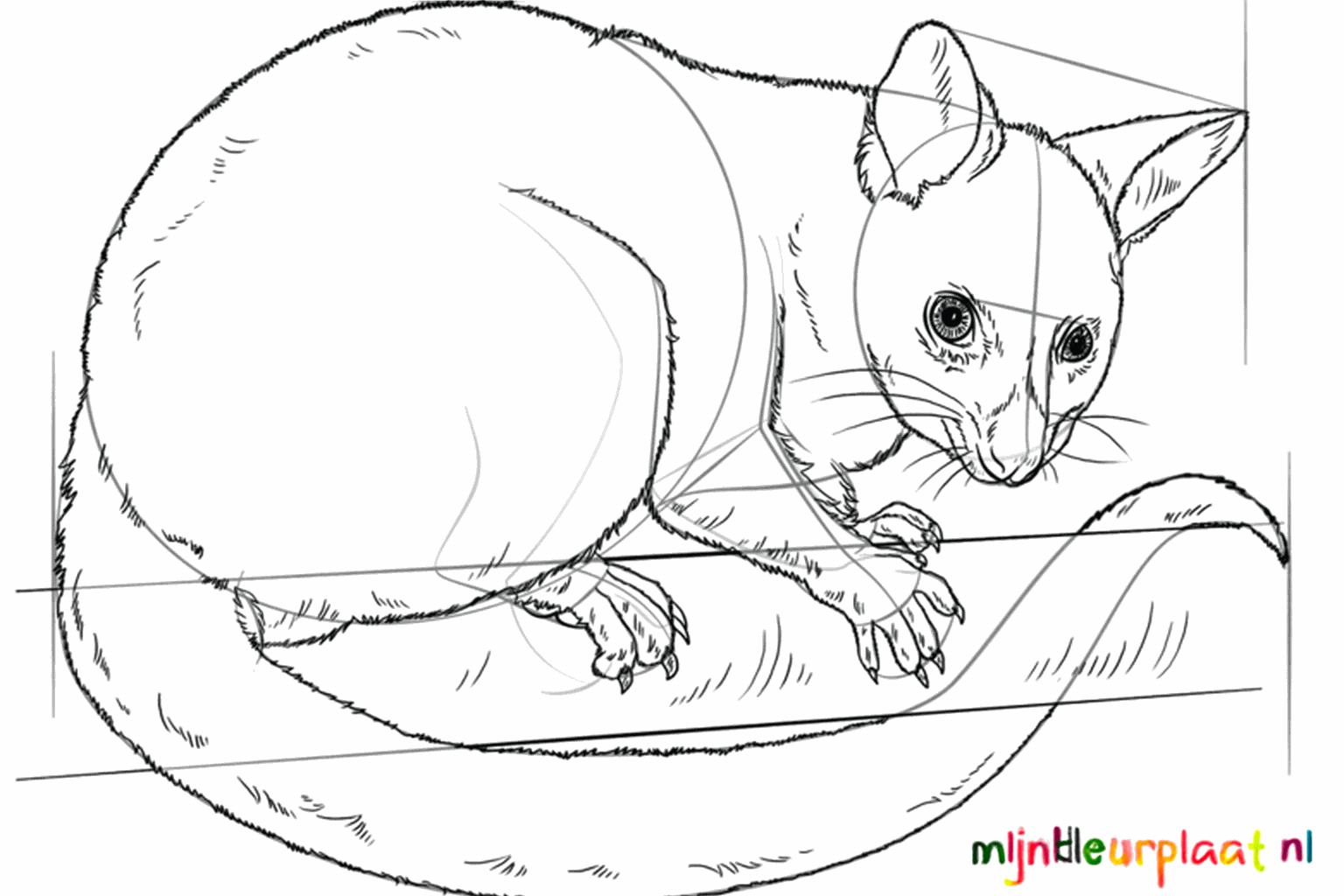 De buidelrat op een boomtak met kleine streepjes voor de harige vacht.