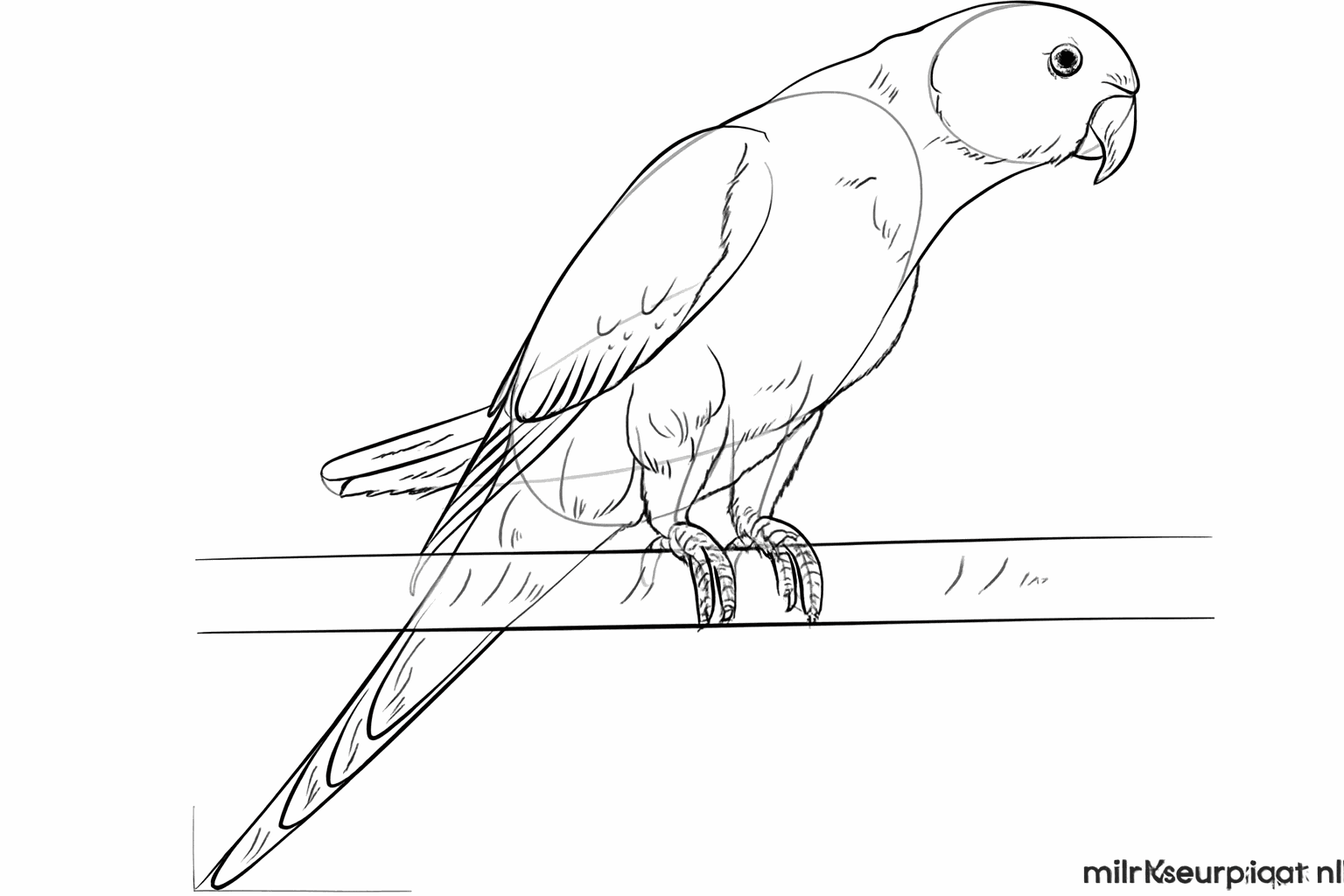 Lijnen in de vleugels en staart die lijken op veren.