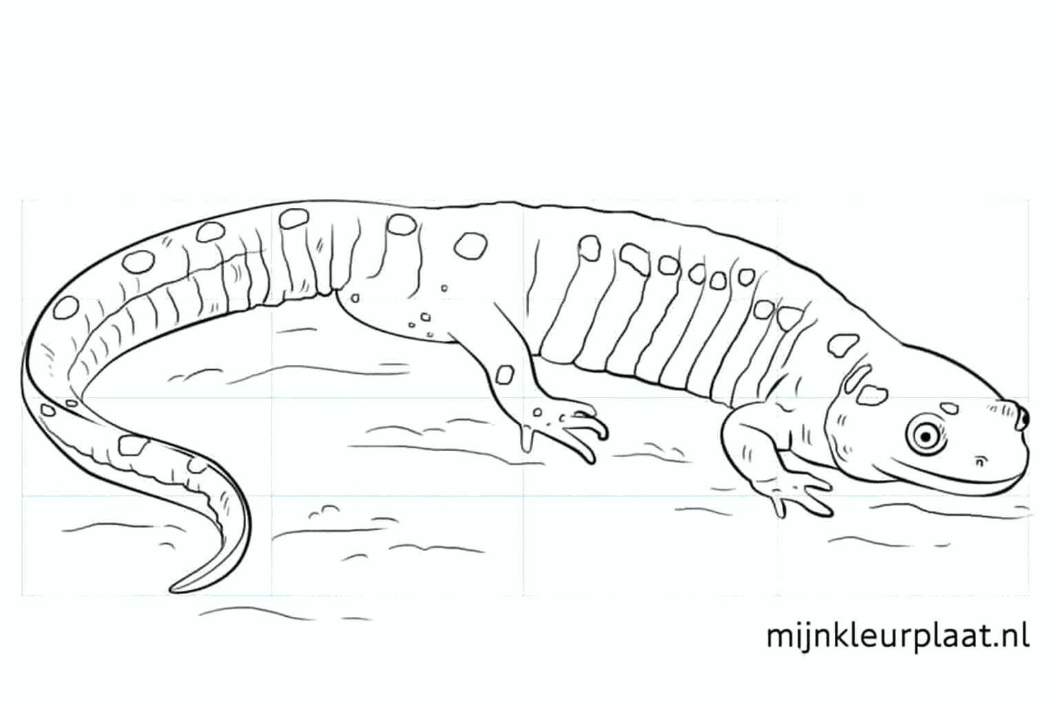 De voltooide tekening van een salamander op de grond zonder hulplijnen.