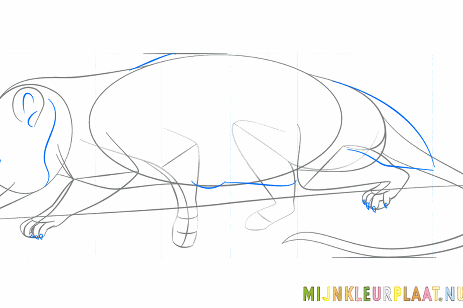 Kleine pootjes met teentjes aan de onderkant van het lijf.