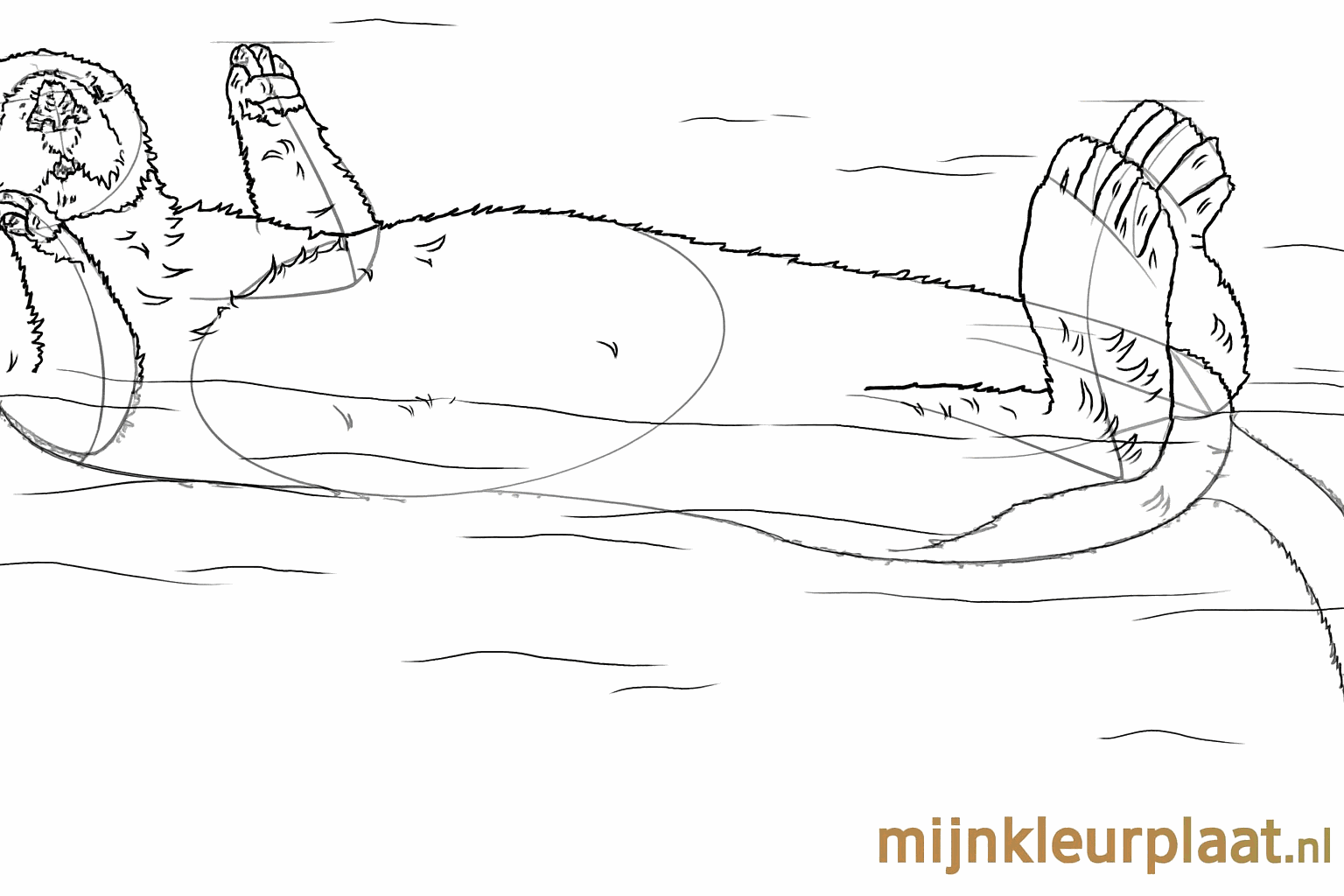 De otter krijgt details zoals een pluizige vacht door kleine korte lijntjes.