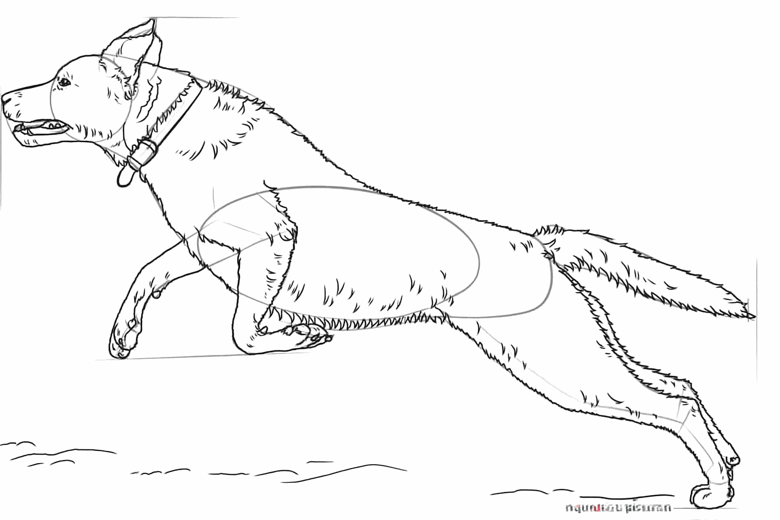 Labrador tekenen stap 7: De halsband en details van de bek tekenen.