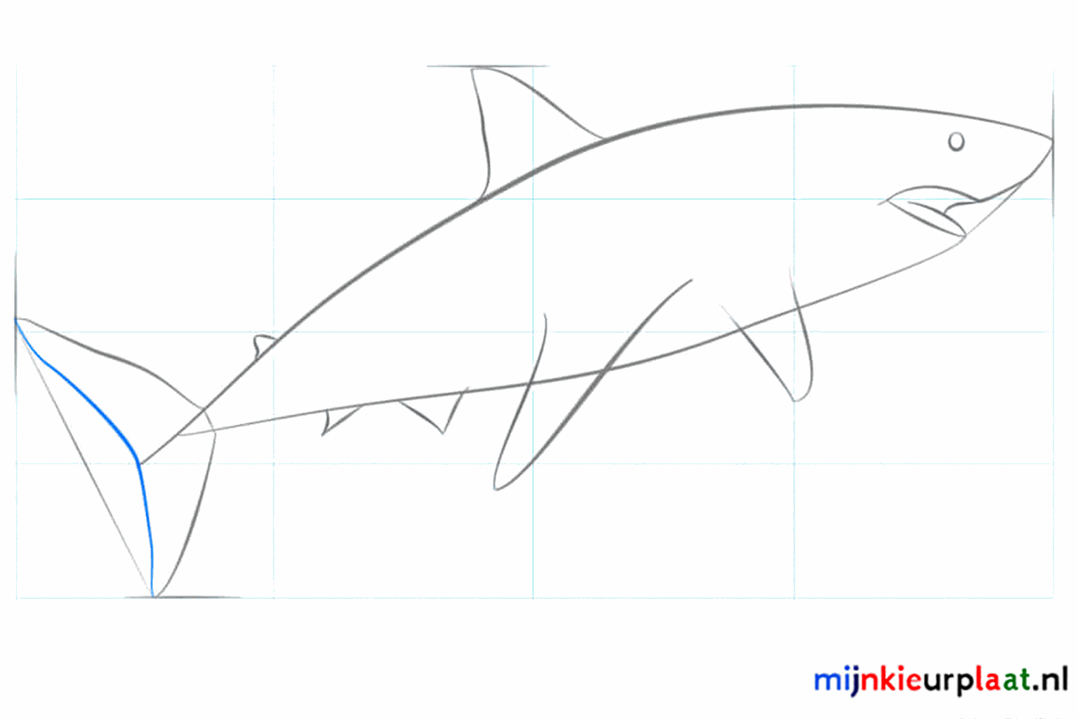 De vinnen en het oog van de haai krijgen hun definitieve vorm.